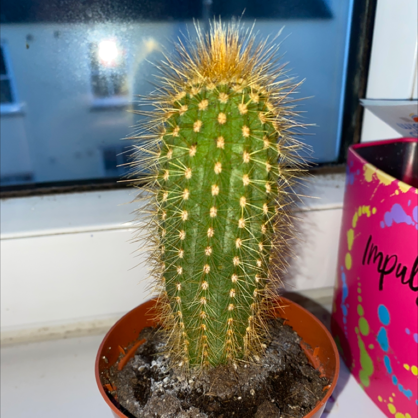Golden Snakecactus in a small pot with visible soil, placed on a windowsill.