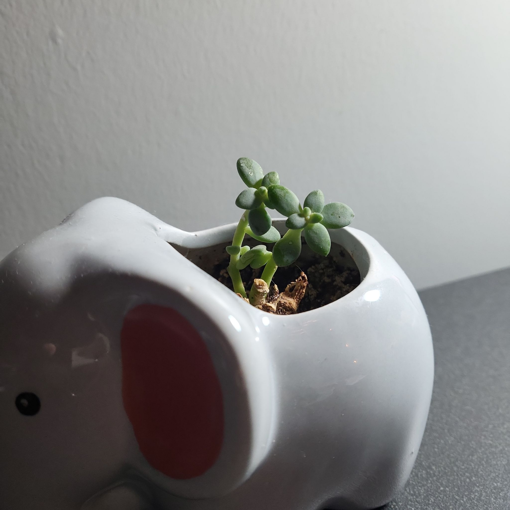 Photo of the plant species Crassula 'Surprise Party' by @PetRemuremu named Winston on Greg, the plant care app