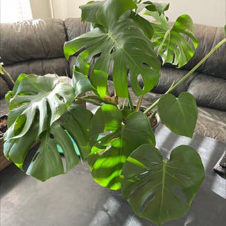 Monstera plant in Fort Worth, Texas