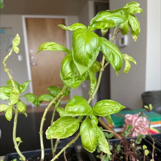 Sweet Basil plant in Fort Worth, Texas