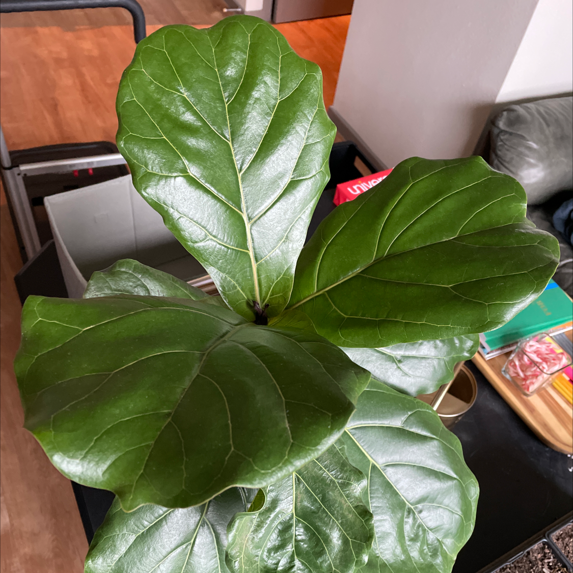Fiddle Leaf Fig plant photo by @chartreusewahoo named Large Son on Greg, the plant care app.