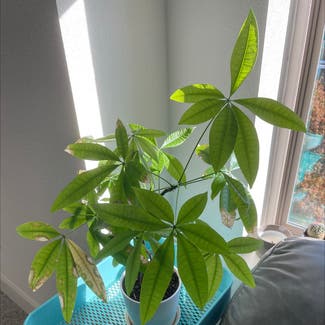 Money Tree plant in Fort Worth, Texas