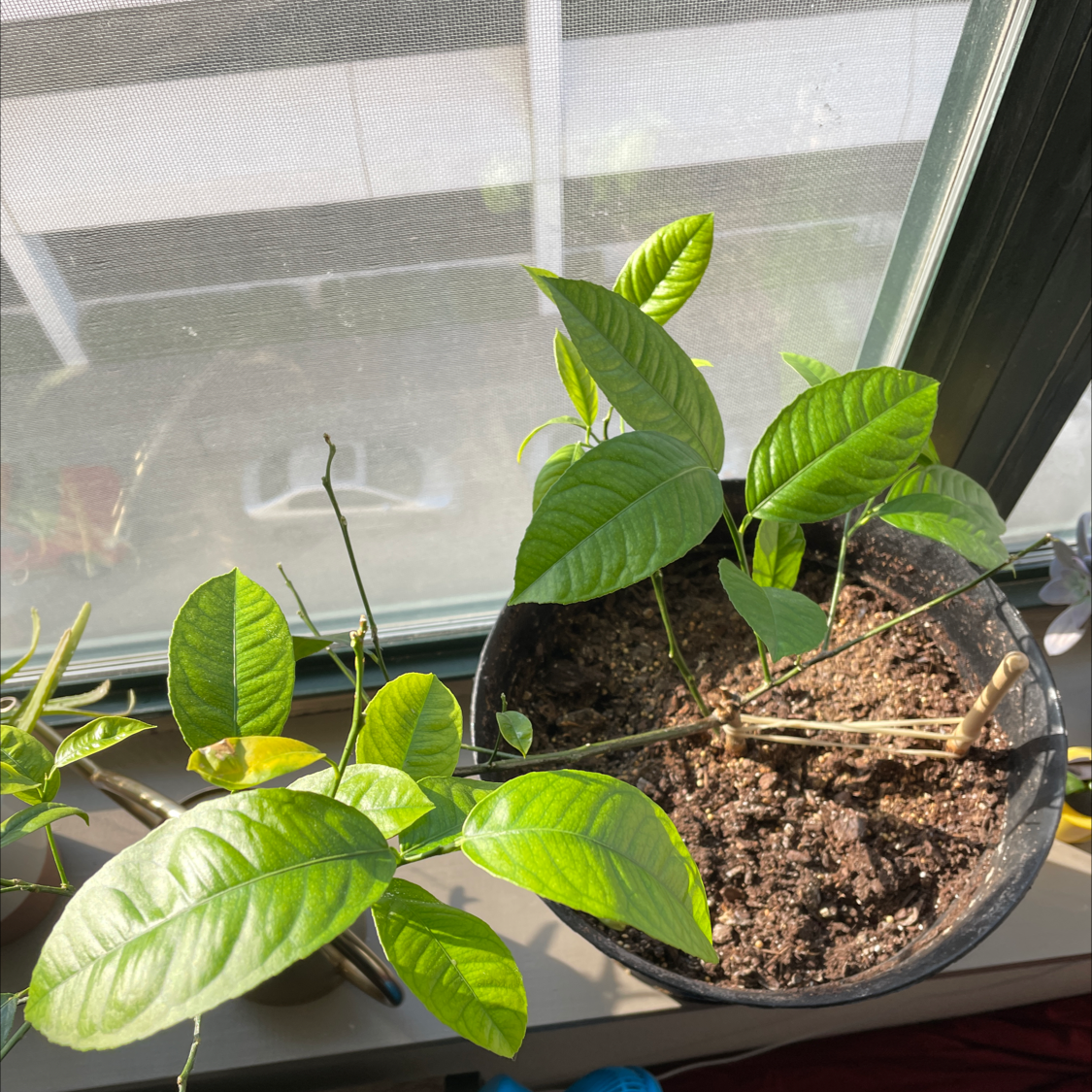 Photo of the plant species Lemon by @chartreusewahoo named Mr. Lemon on Greg, the plant care app