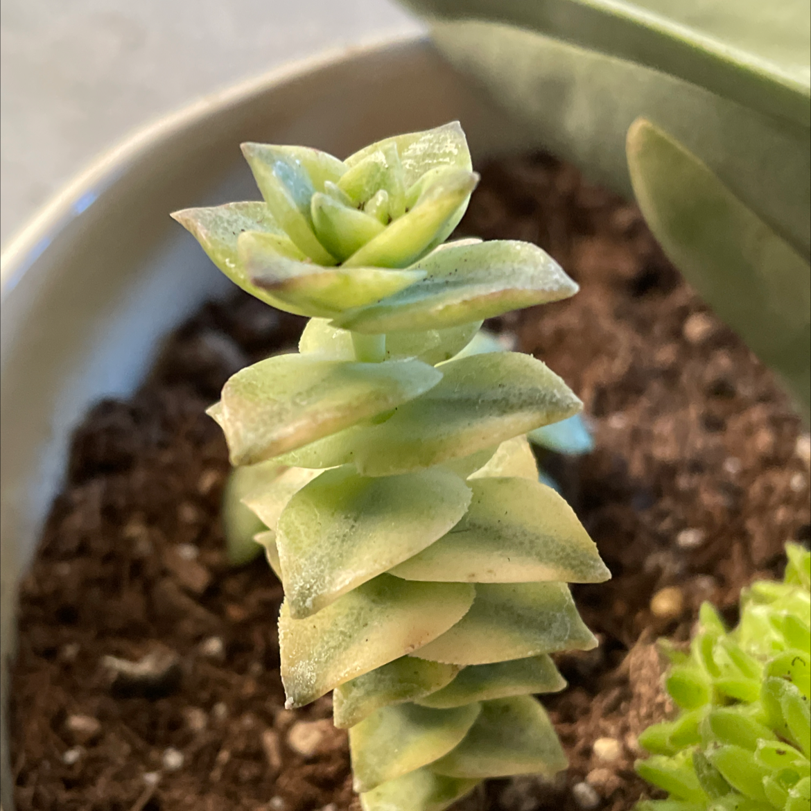 Close-up of a healthy 'Tom Thumb' succulent with visible soil.