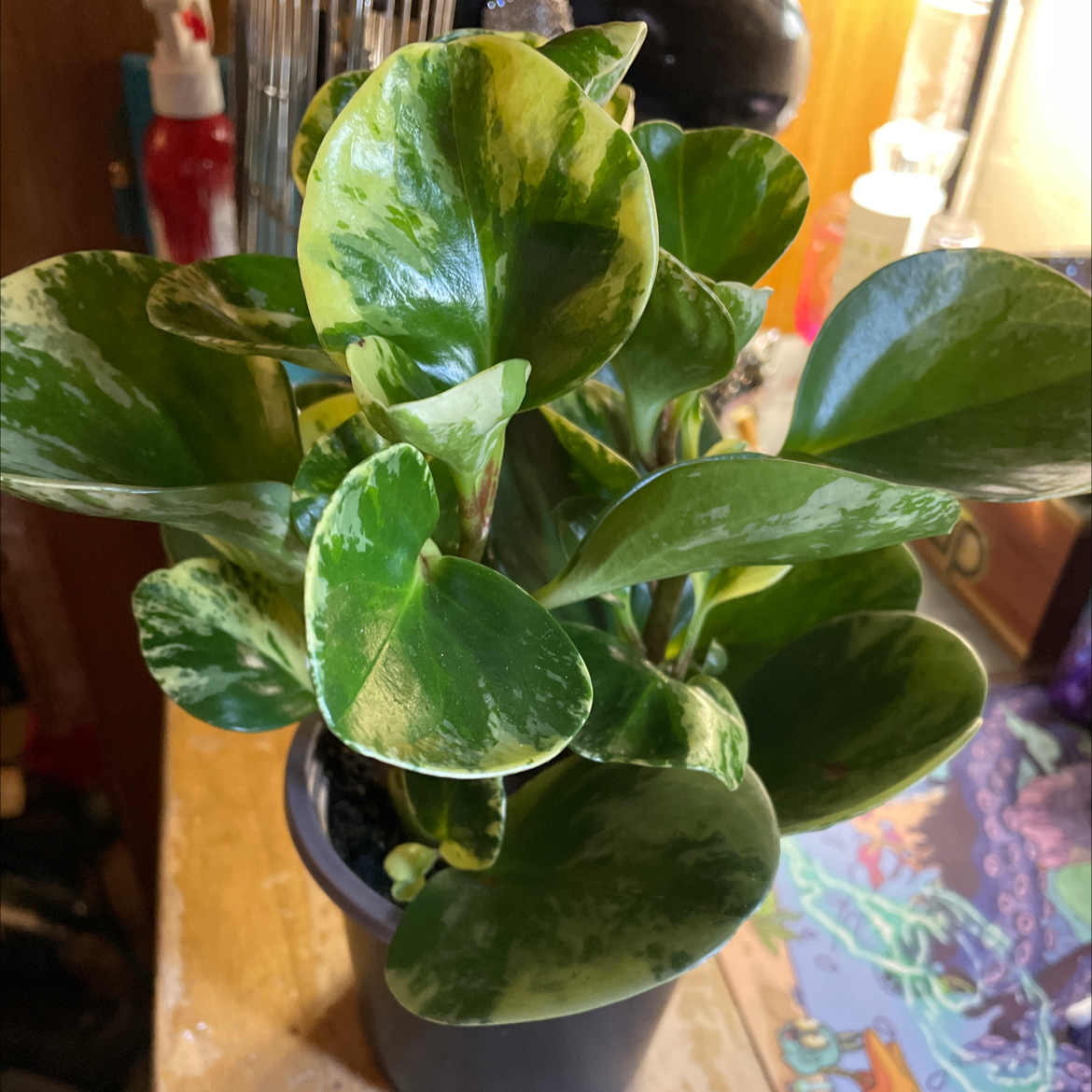Marble Peperomia plant with variegated green and yellow leaves in a pot.