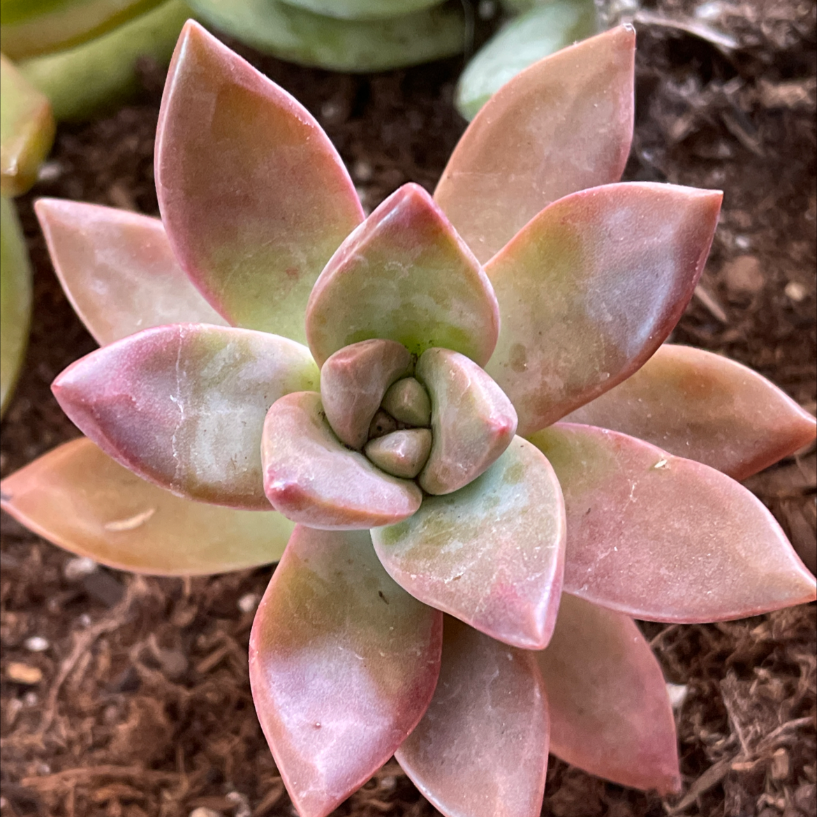 Graptosedum 'California Sunset' succulent with pink and green rosette-shaped leaves.