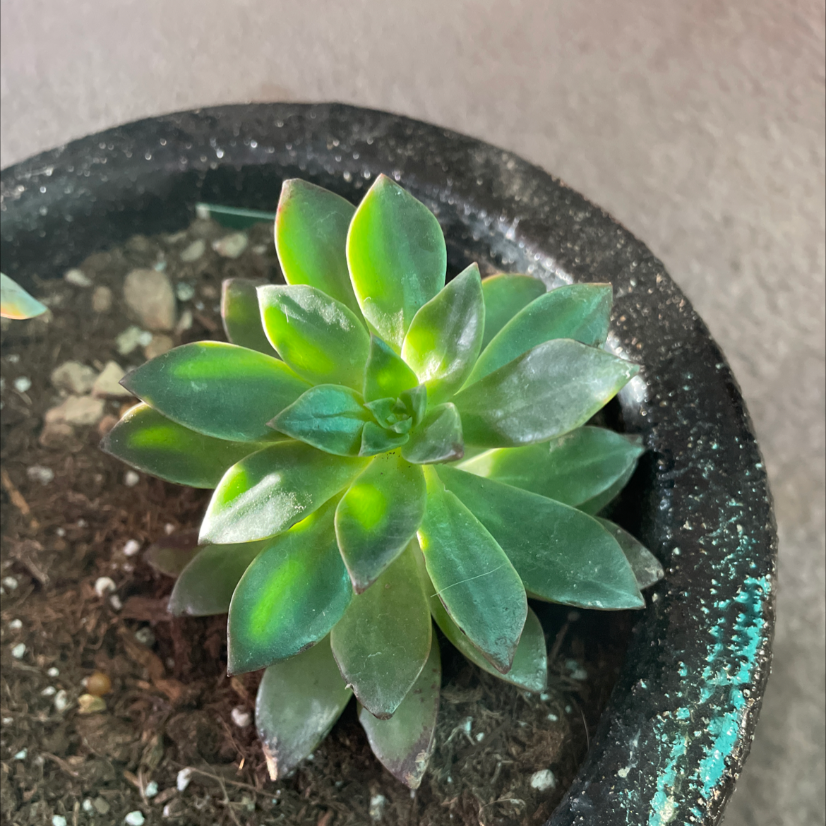Photo of the plant species Echeveria Solar Flare by @Carlizzle33 named Remington on Greg, the plant care app