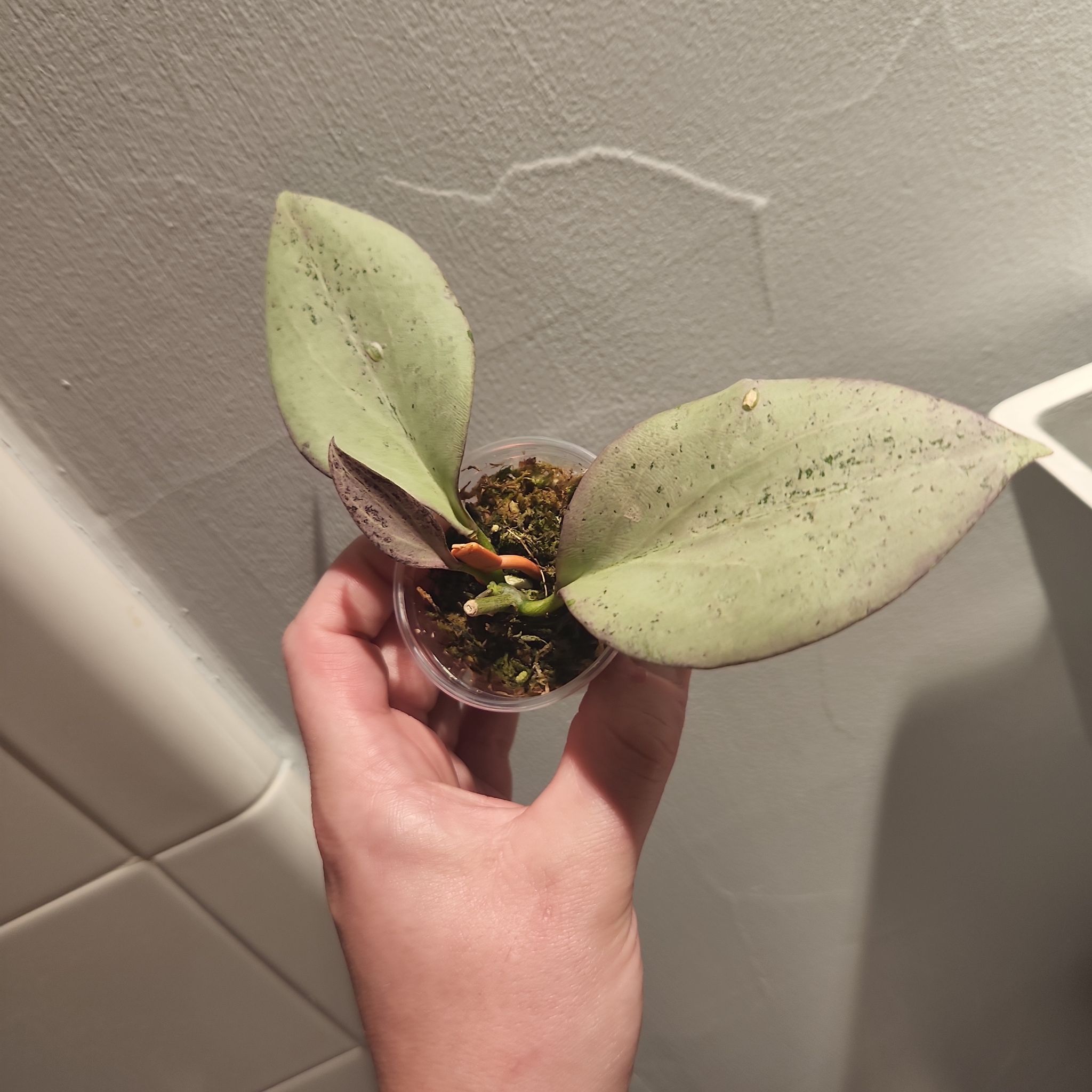 Photo of the plant species Wax Plant by @FrolicsomeKale named Ghost on Greg, the plant care app