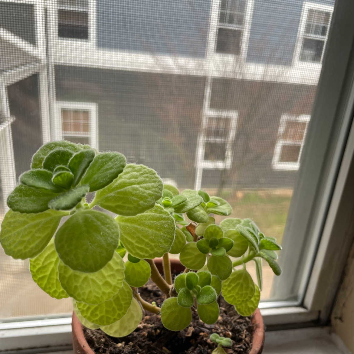 Why Are My Mexican Mint Leaves Droopy?