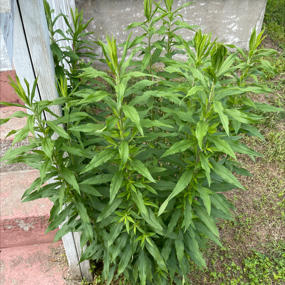 Healthy Rough Canada Goldenrod plant with vibrant green leaves growing outdoors.