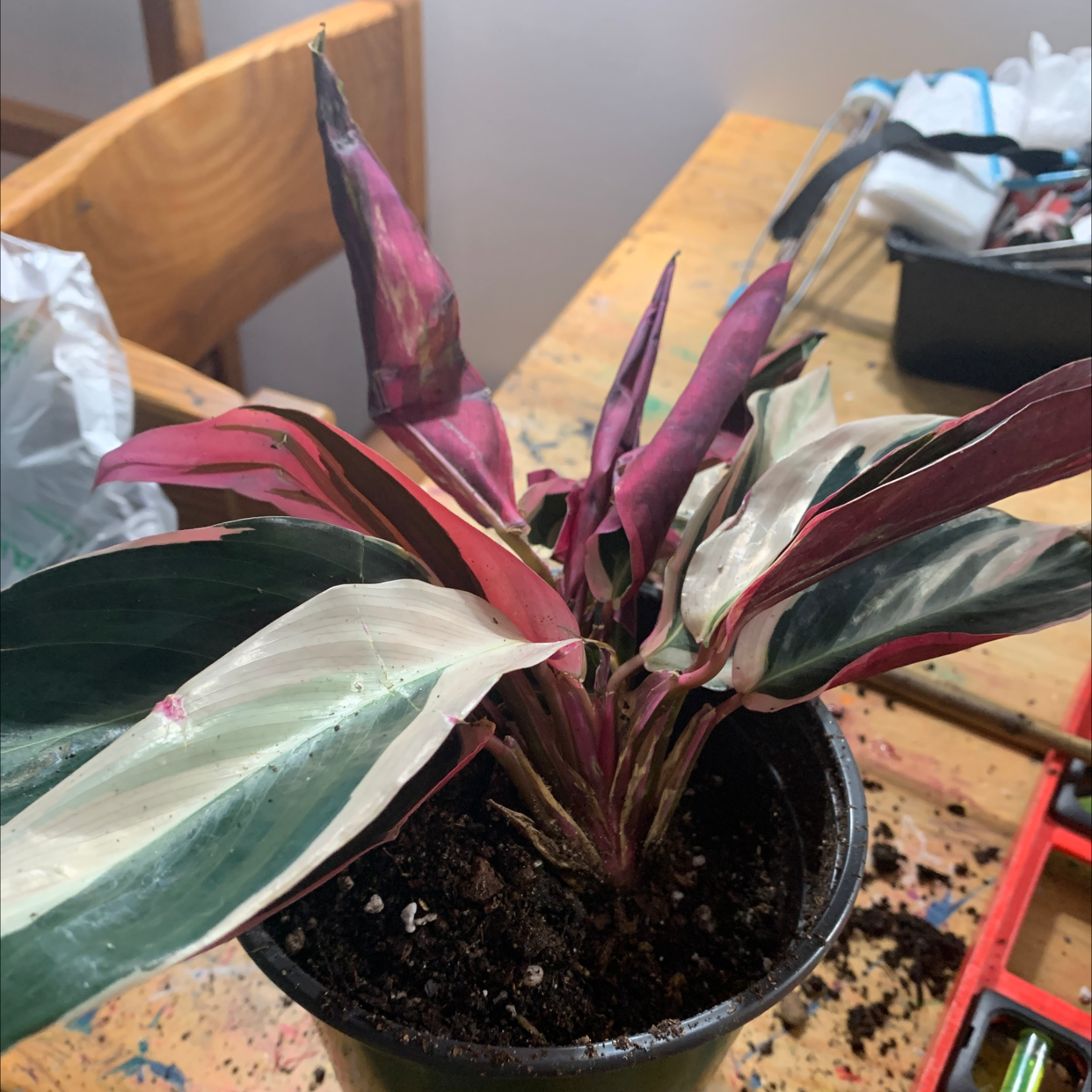 Never Never Plant in a pot with variegated leaves showing some browning tips.