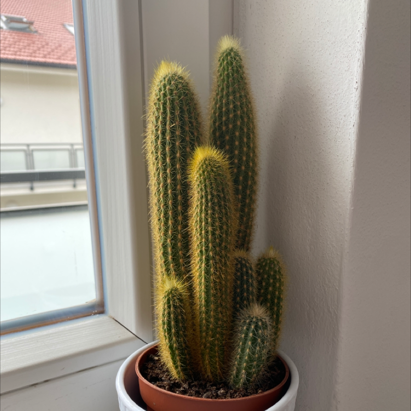 Lady Finger Cactus 'Copper King' in a pot near a window, appears healthy.