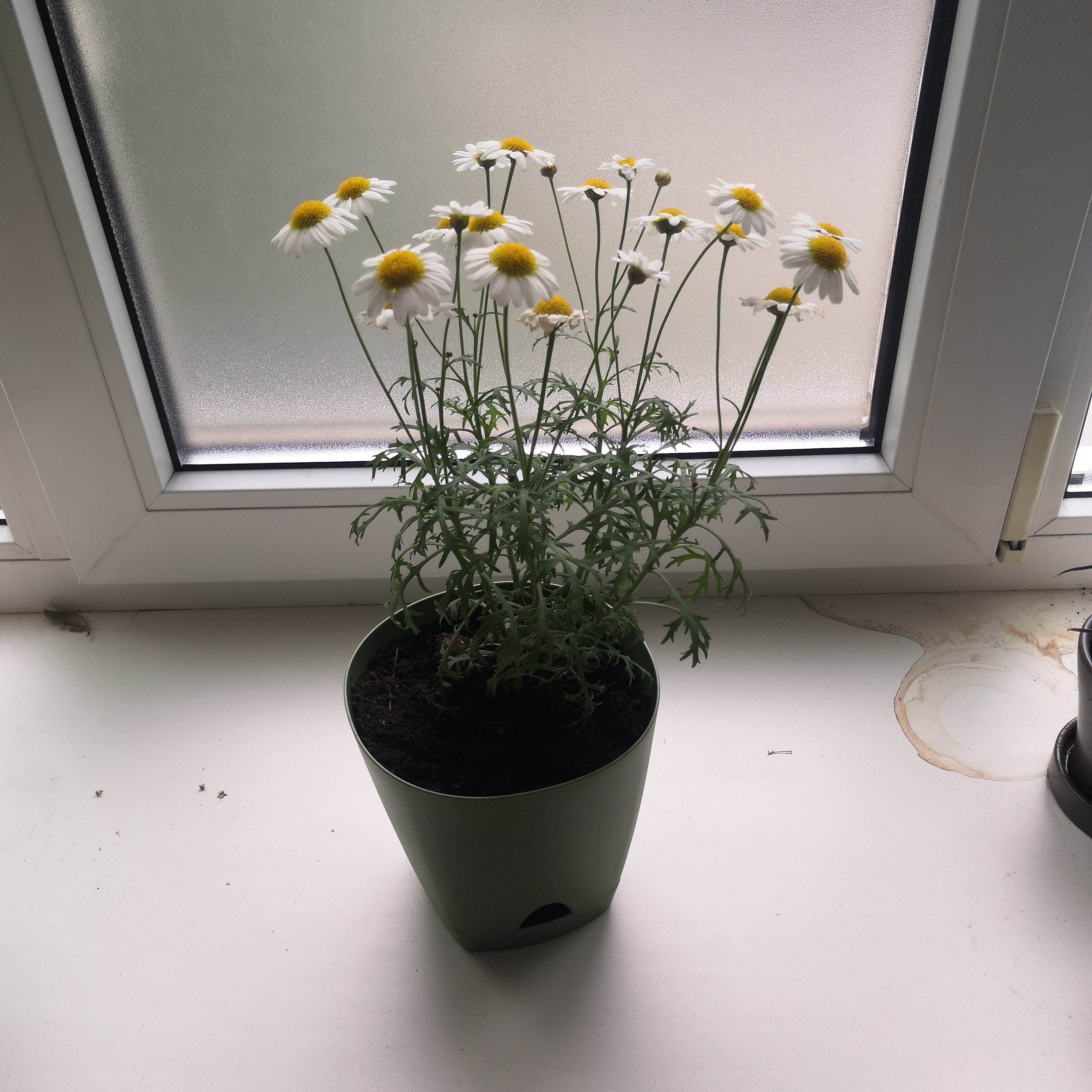 Potted Marguerite Daisy on a windowsill with white flowers and yellow centers.