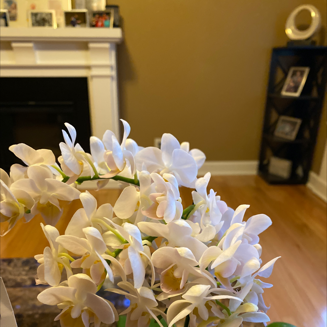Indoor Garden Hyacinth with white flowers, well-framed and healthy.