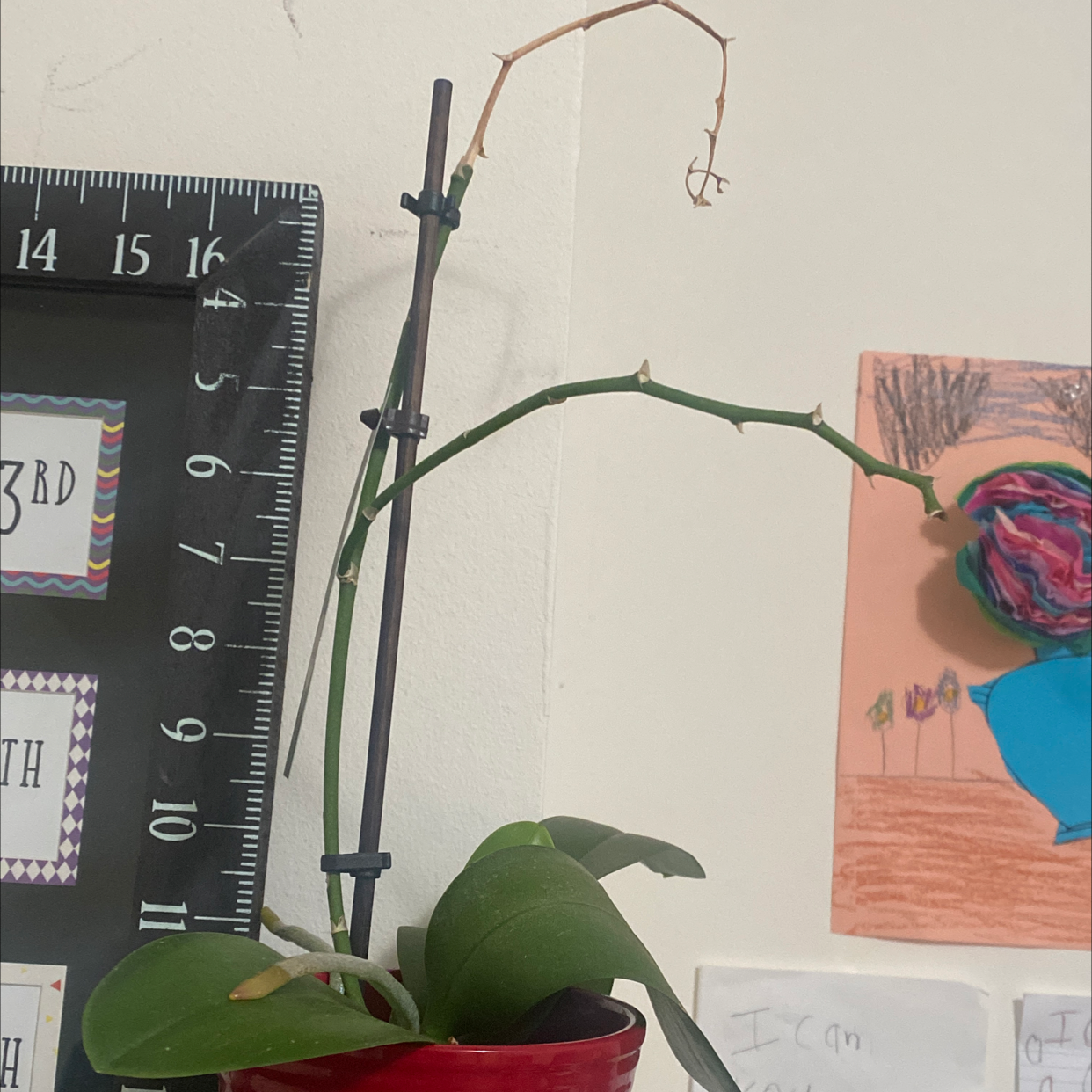Plant care for Earleaf Greenbrier on Greg, the plant care app