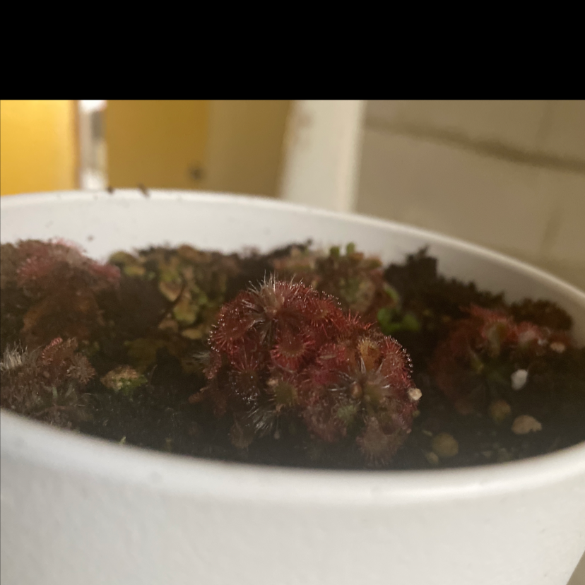 Close-up of a healthy Round-Leaved Sundew plant in a white pot with visible soil.
