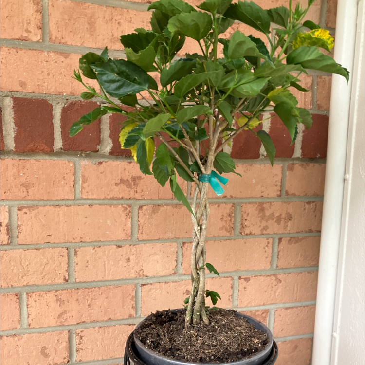 Photo of the plant species Island Broom by @Locspop named Locness on Greg, the plant care app