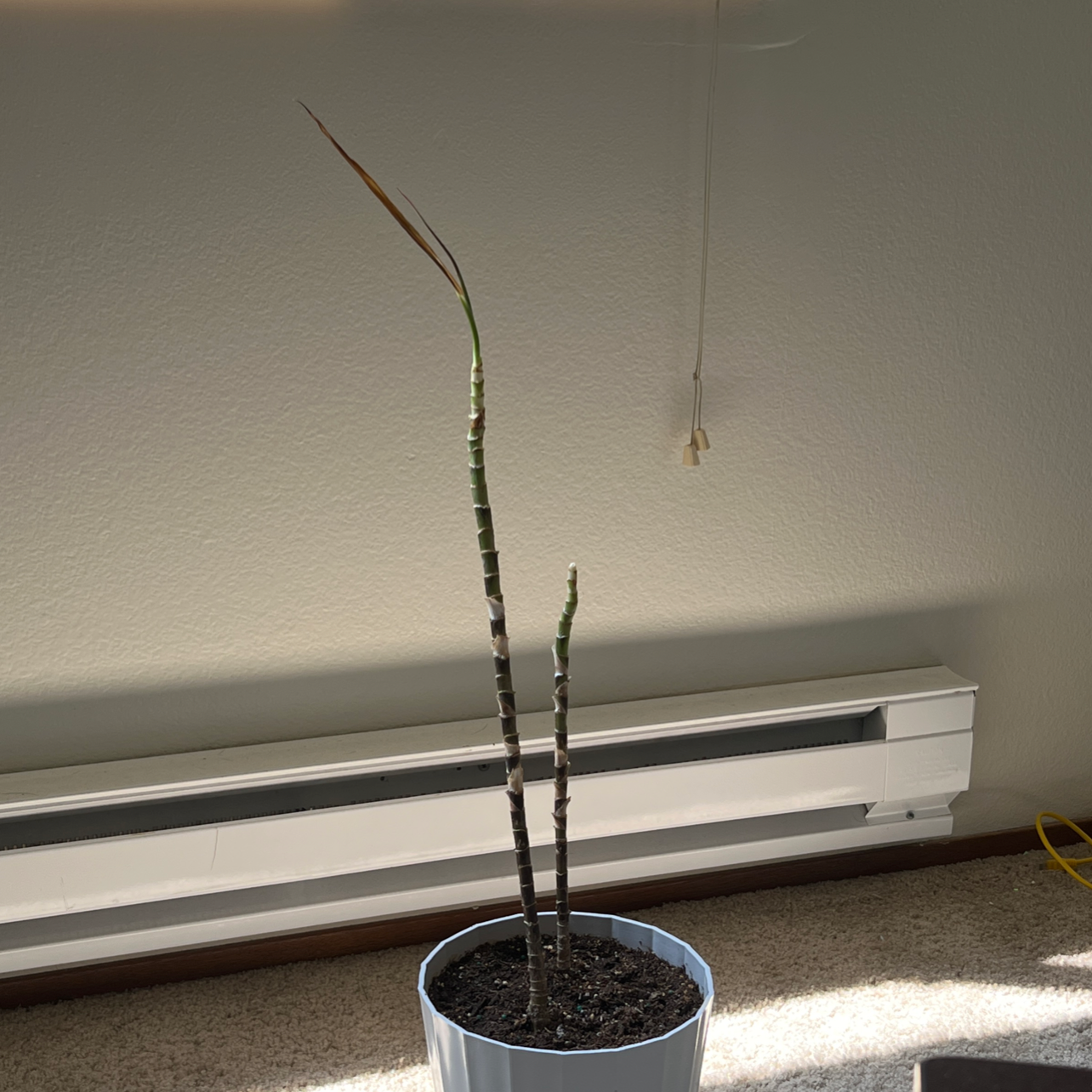 Dracaena plant with two stems in a pot, showing significant leaf loss and browning tips.
