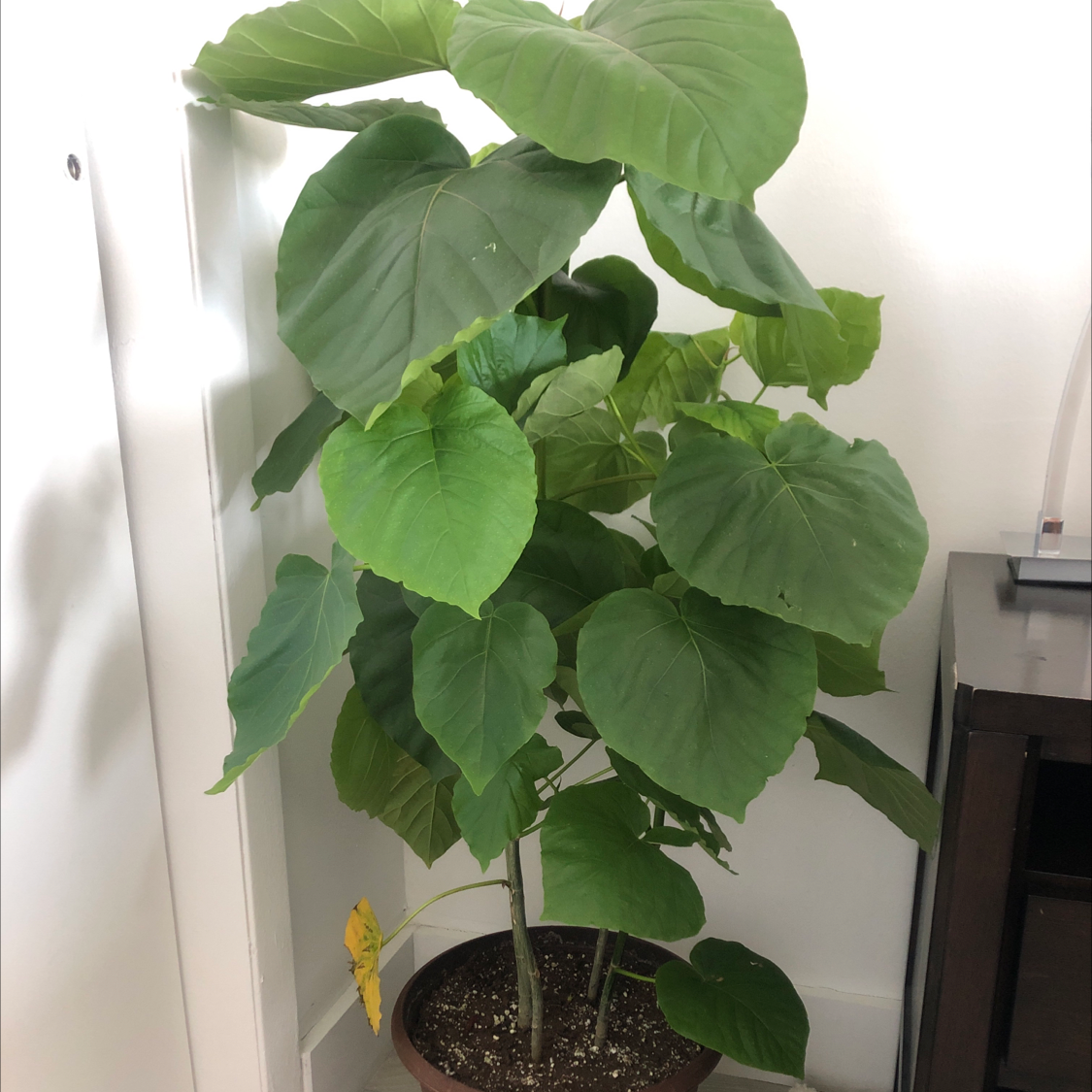 Potted Empress Tree with large green leaves and one yellowing leaf at the bottom.