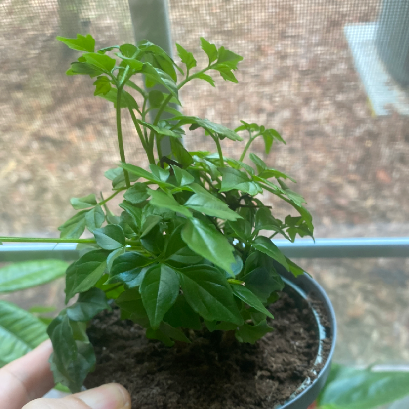 Healthy young China Doll plant with lush green compound leaves, in a small black plastic pot held by a hand, on an outdoor patio.