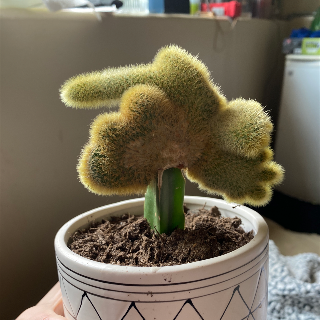 Photo of the plant species teddy bear cholla by @Nyu247 named Gerold on Greg, the plant care app