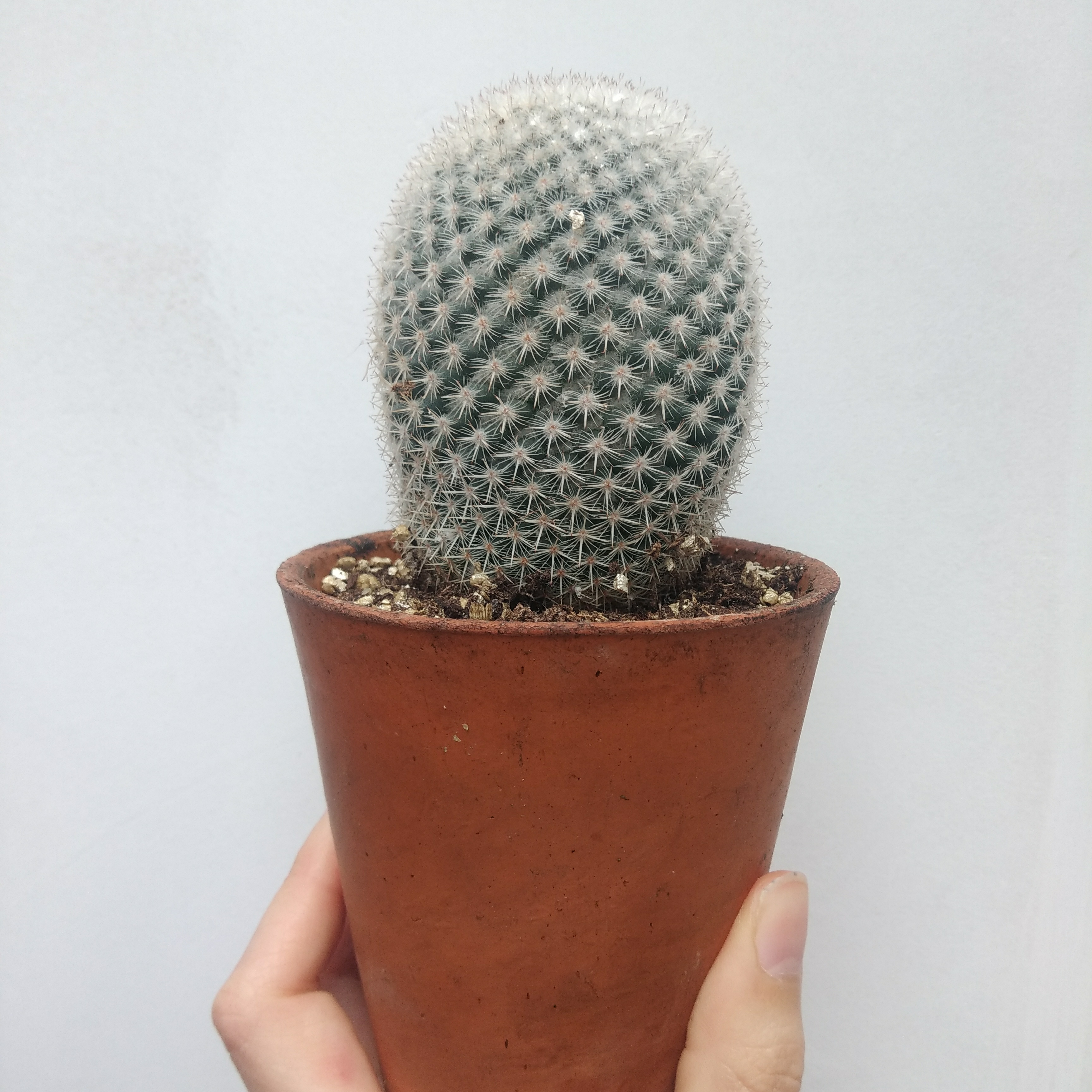 Button Cactus in a terracotta pot held by a hand, well-centered and in focus.