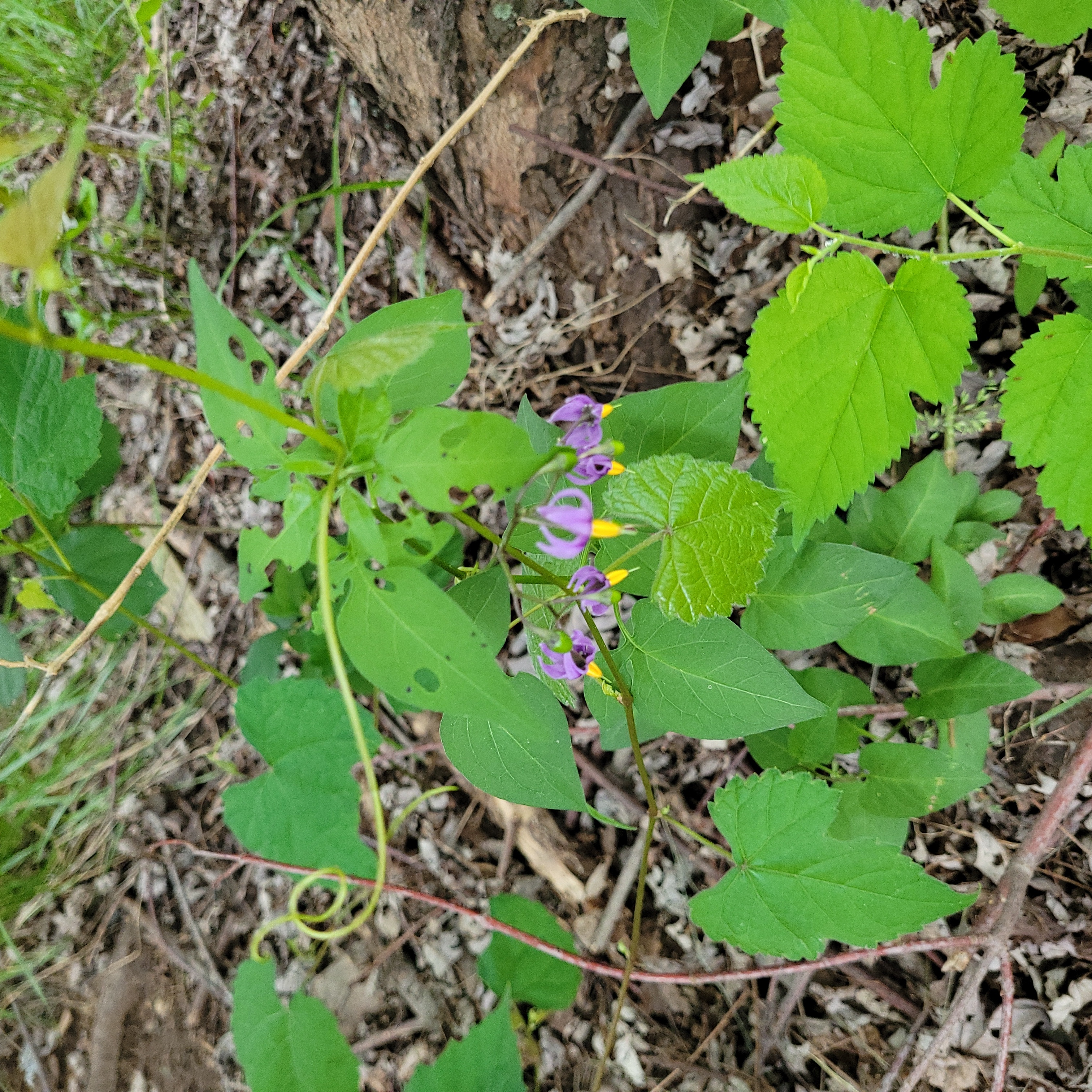 Bittersweet plant with green leaves and purple flowers in a natural setting.