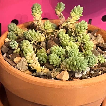 Photo of the plant species Blue Tears Sedum by @TotallyPecan named Shelly on Greg, the plant care app