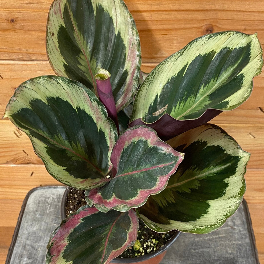 Photo of the plant species Calathea 'Shinestar' by @TotallyPecan named Madonna on Greg, the plant care app