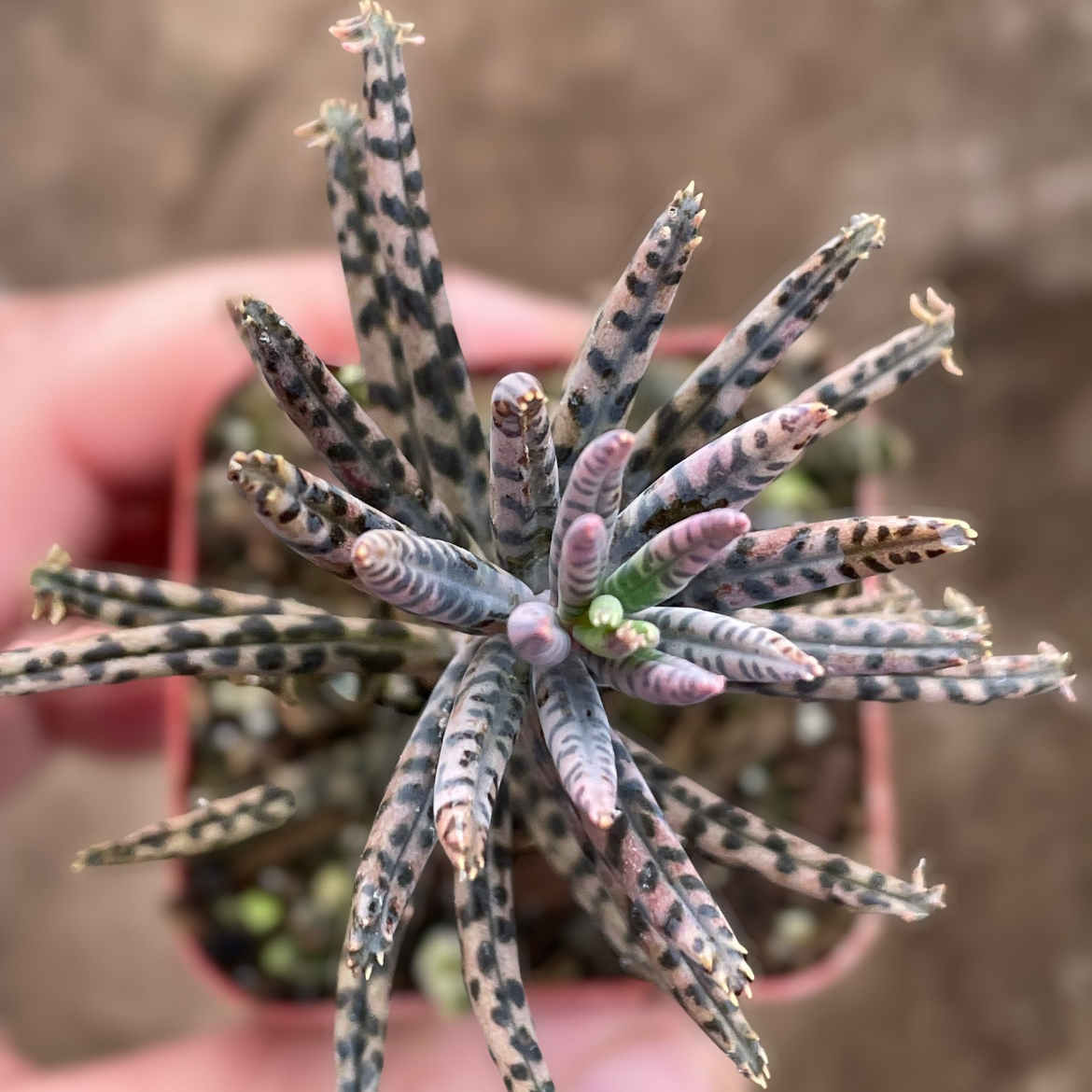 Photo of the plant species Mother of Millions by @TotallyPecan named Sir Plancelot on Greg, the plant care app
