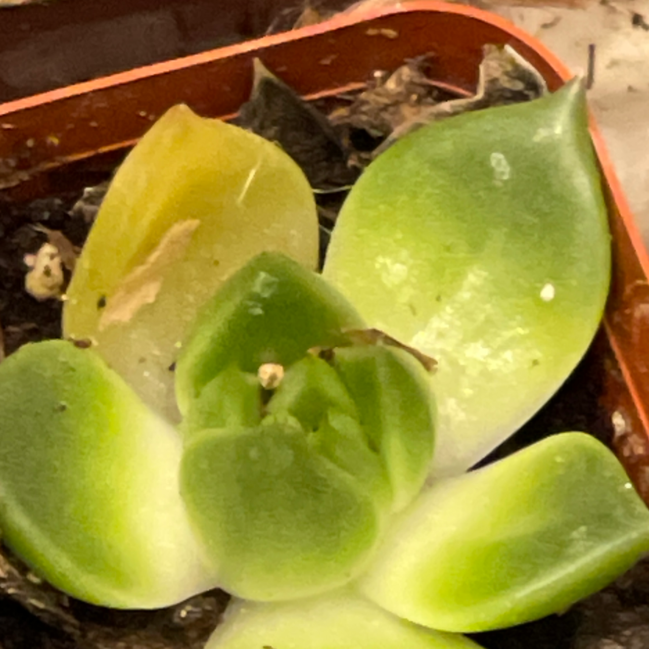 Photo of the plant species Pineapple Succulent by @TryDamiana named Xena on Greg, the plant care app