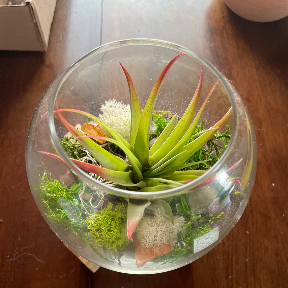 Tillandsia harrisii plant in a glass bowl with moss and decorative elements.
