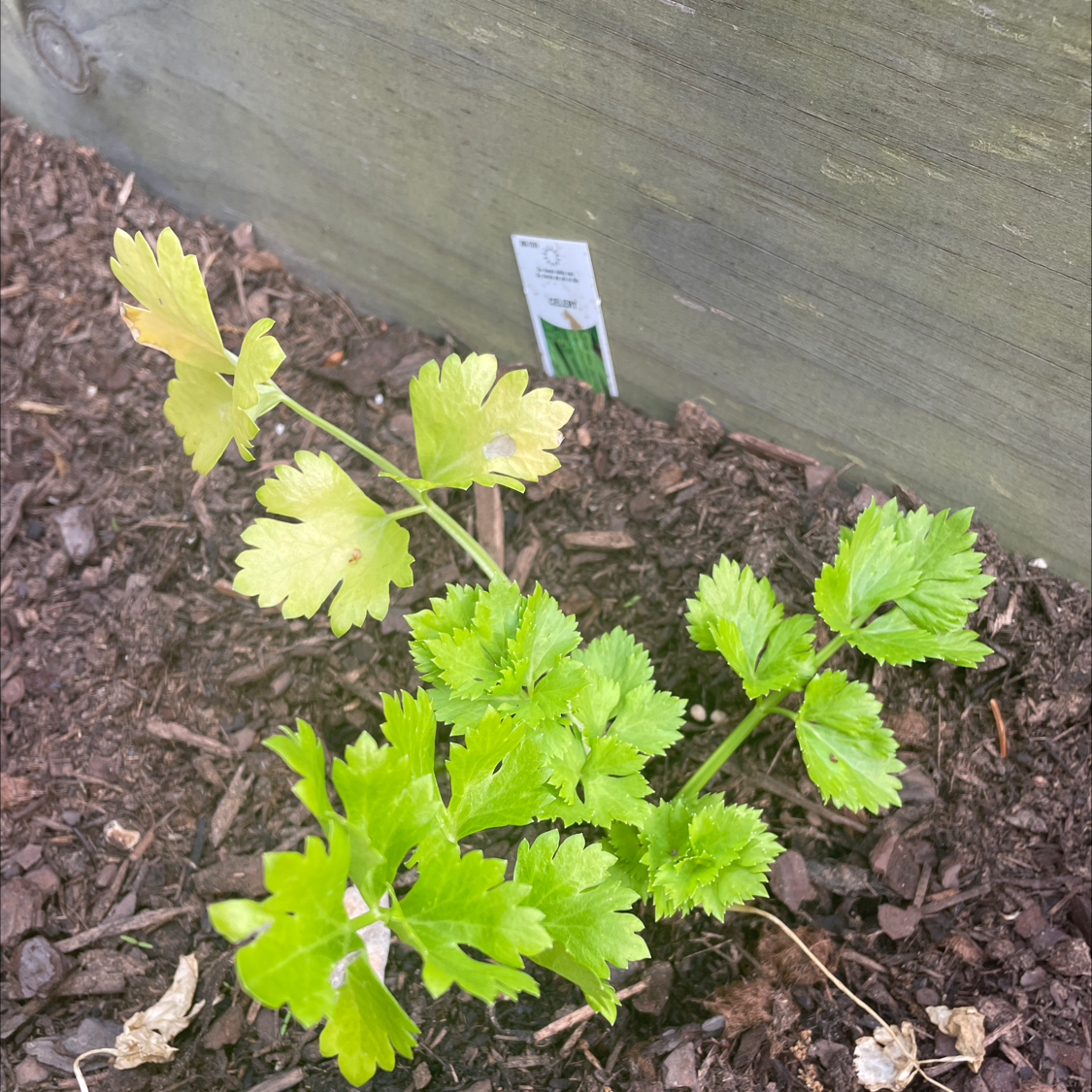 Leaf Celery plant with some yellowing leaves in soil against a wooden background.