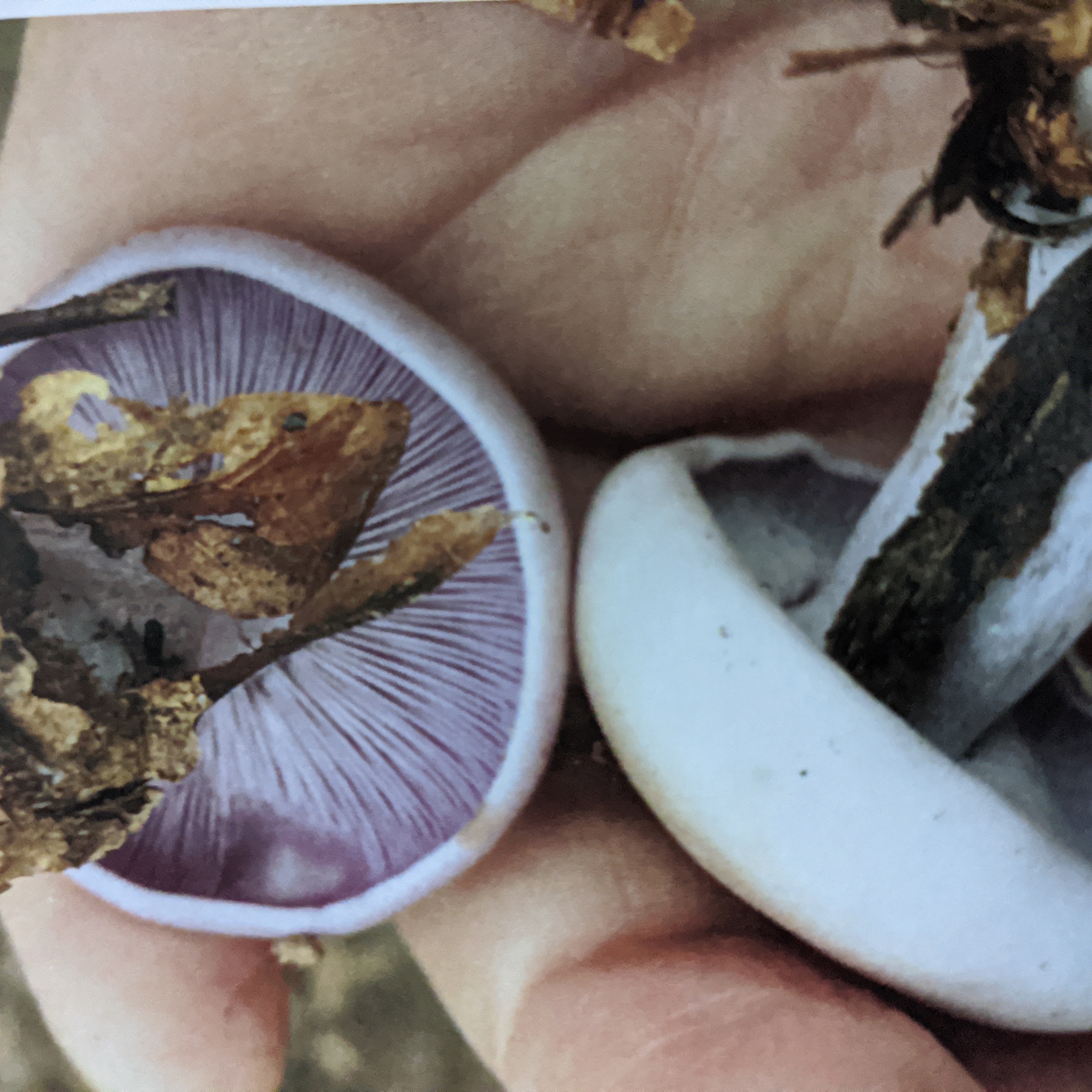 Photo of the plant species Mushroom Herb by @ChosenCosmo named Mushy on Greg, the plant care app