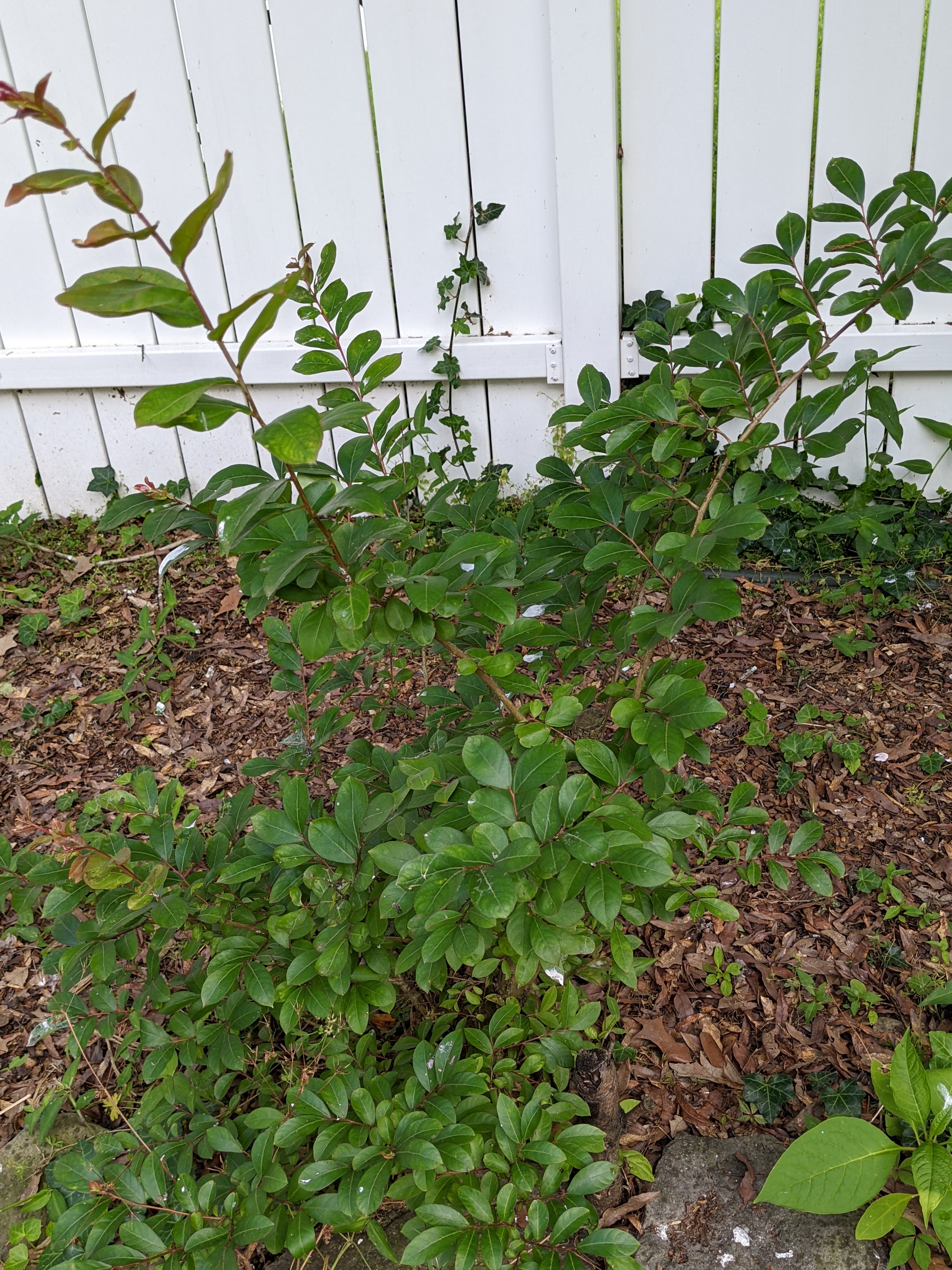 A healthy, thriving Cape Myrtle plant with dense green foliage growing in a garden against a white fence.