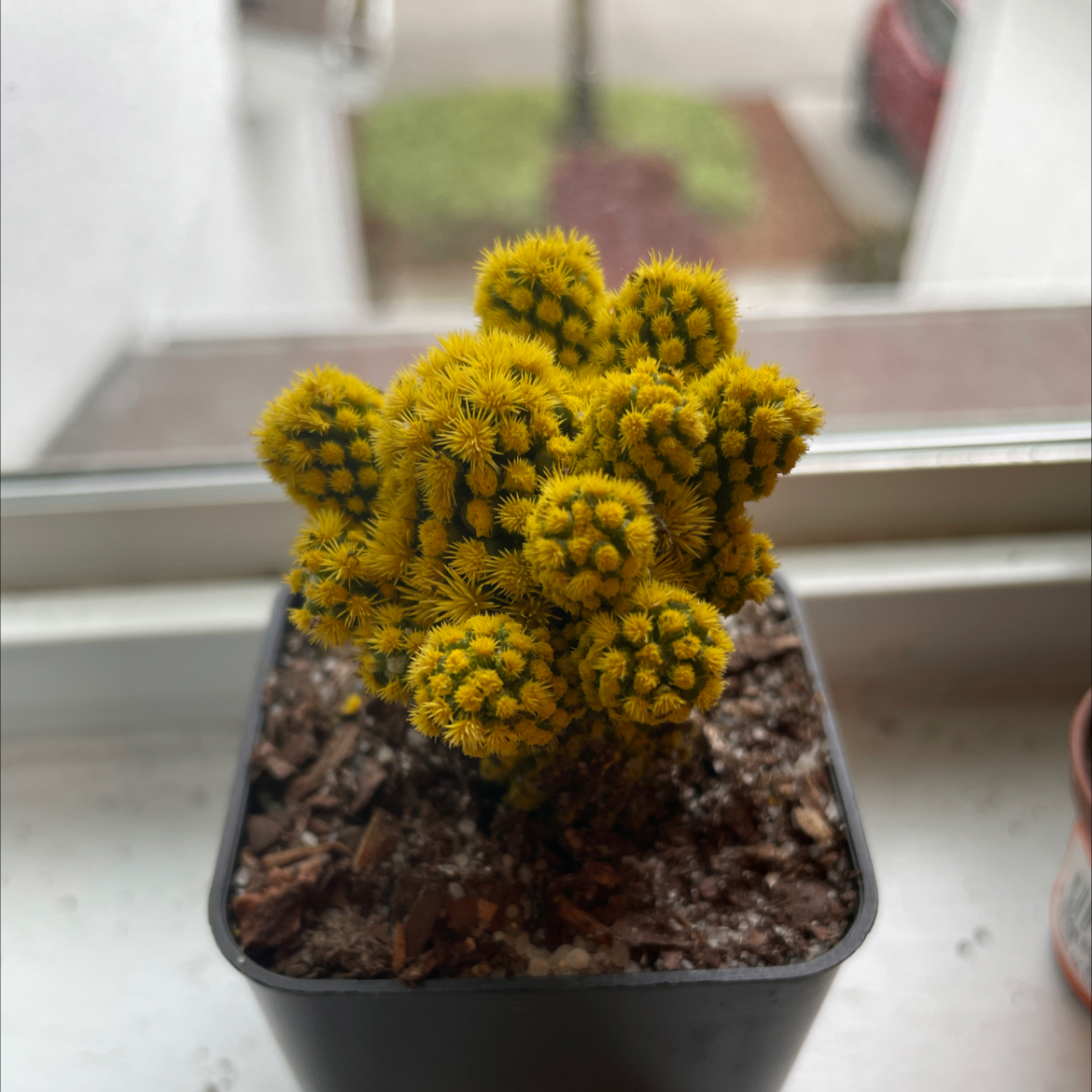 Balloon Cactus (Parodia magnifica) in a small pot on a windowsill, vibrant yellow coloration.