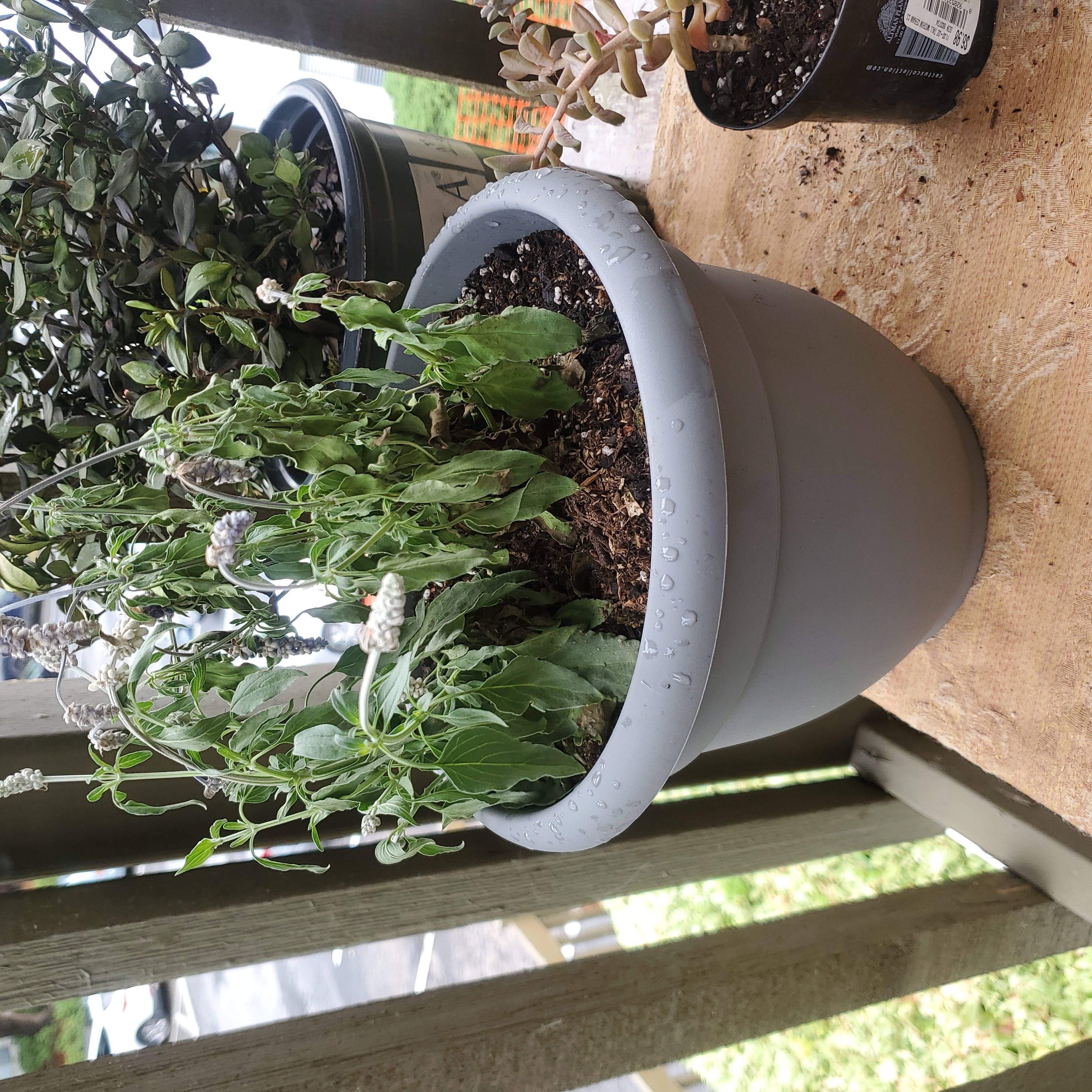 Potted Mealycup Sage with some wilting leaves and visible flowers.