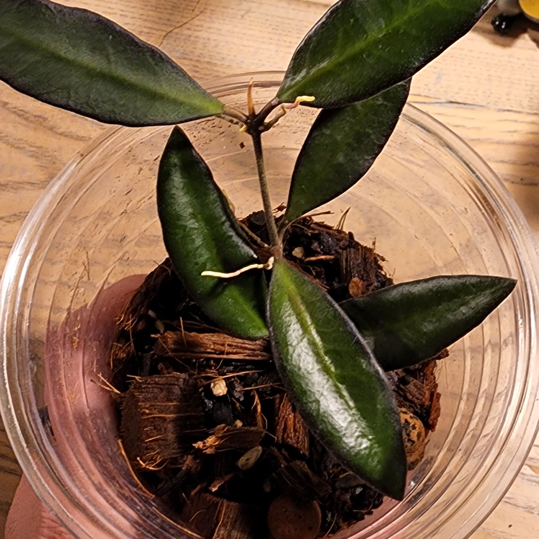 Hoya 'Rosita' plant in a clear container with visible soil and healthy dark green leaves.