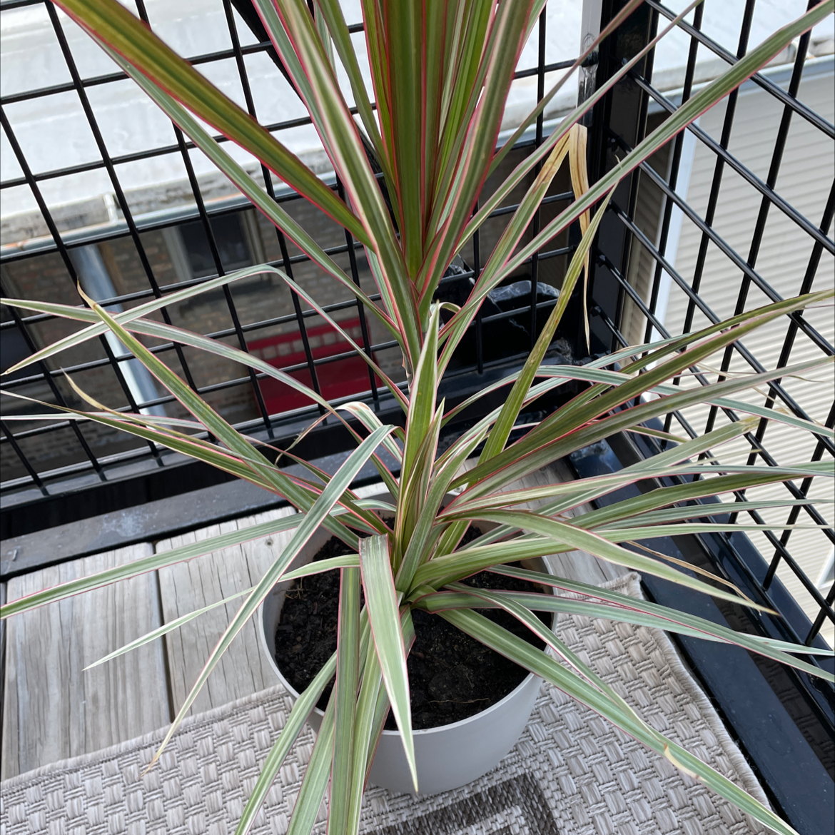 Madagascar Dragon Tree (Dracaena marginata) in a pot on a balcony, healthy with green and red leaves.