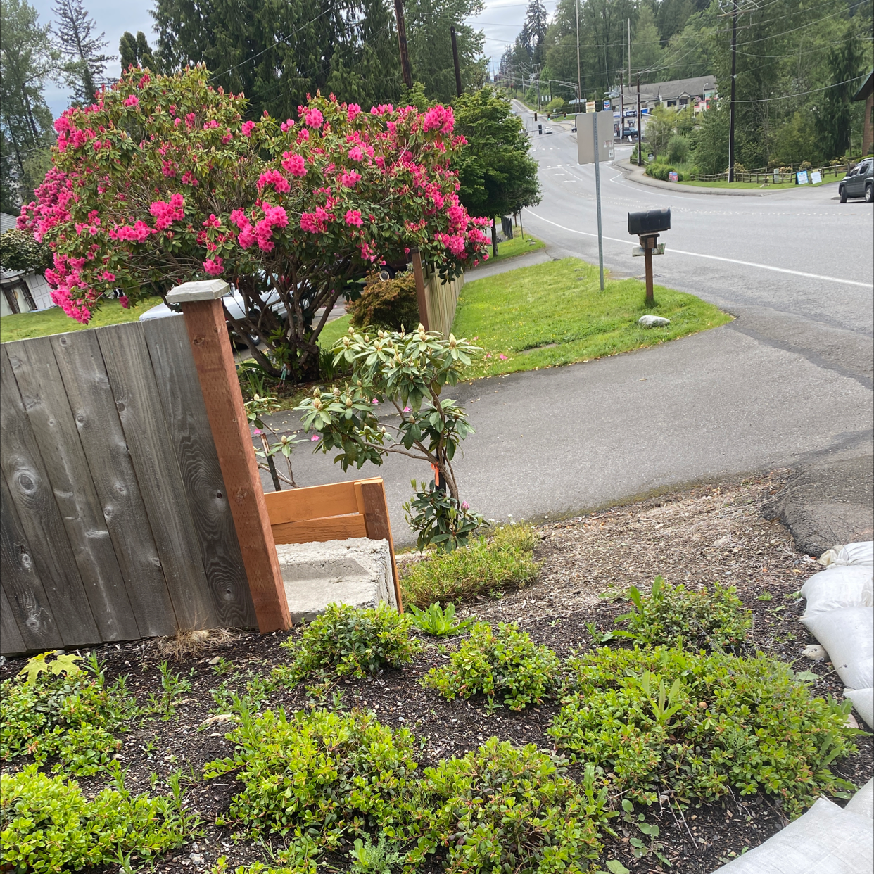 Garden with a Japanese Cheesewood plant, visible soil, and background vegetation.