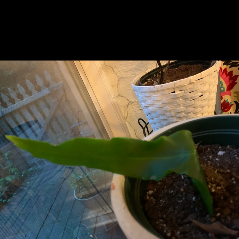 Photo of the plant species Epiphyllum pumilum by @PremierPinebush named Queen on Greg, the plant care app