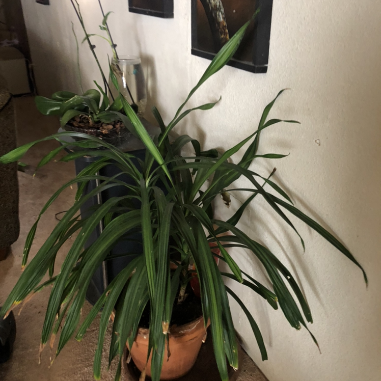 Photo of the plant species Dracaena 'Lisa' by @Plantsarelife named Stella on Greg, the plant care app
