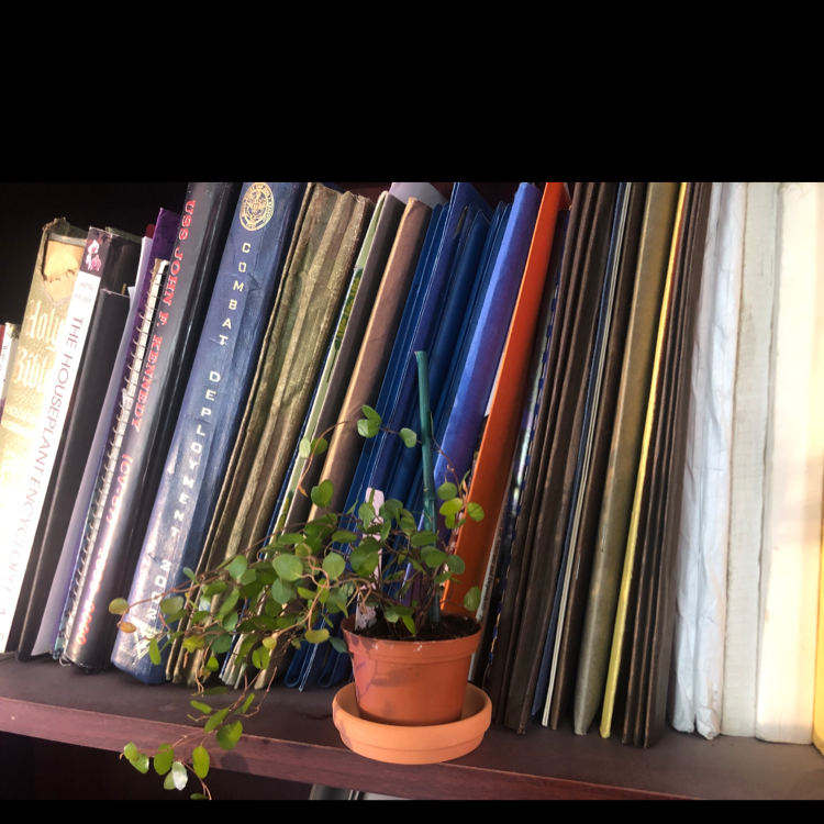 Photo of the plant species Maidenhair Vine by @Plantsarelife named Maid Marian on Greg, the plant care app