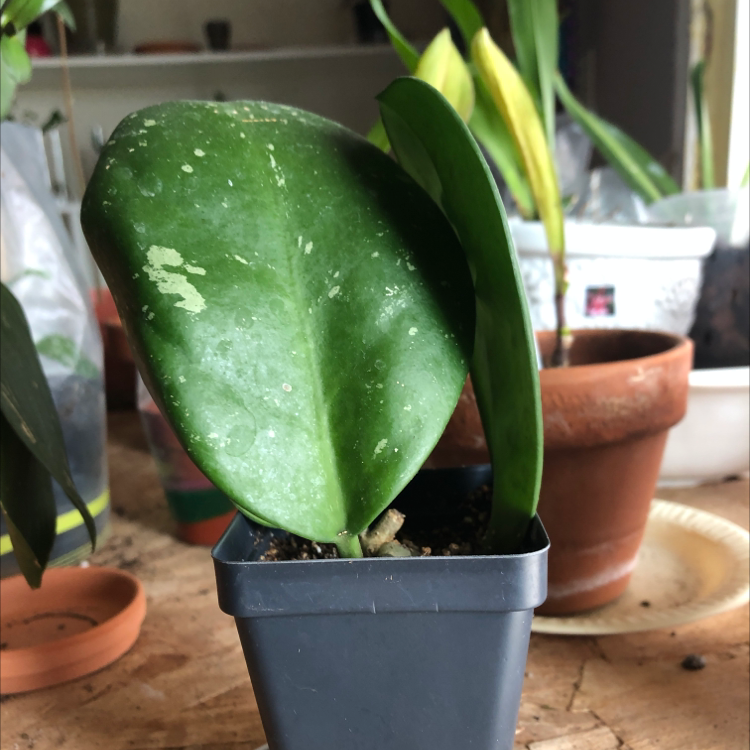 Photo of the plant species Hoya obovata by @Plantsarelife named Gorgeous obei on Greg, the plant care app