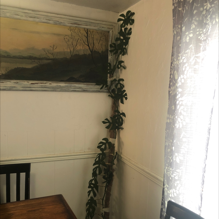 Mini Monstera plant photo by @Plantsarelife named Goldie on Greg, the plant care app.