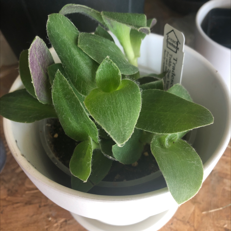Healthy White Velvet plant with green, velvety leaves in a white pot.