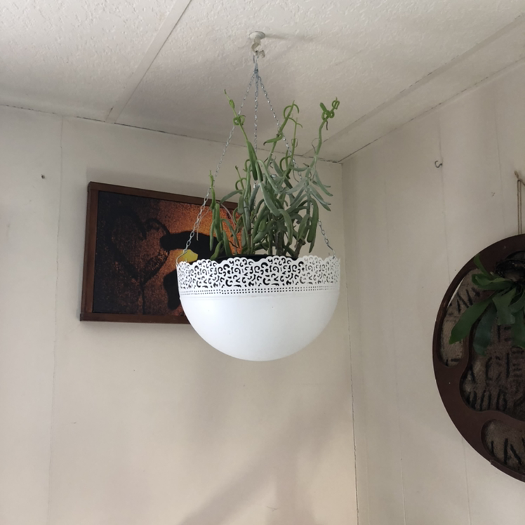 Photo of the plant species Cotyledon 'White Sprite' by @Plantsarelife named Sir Plancelot on Greg, the plant care app