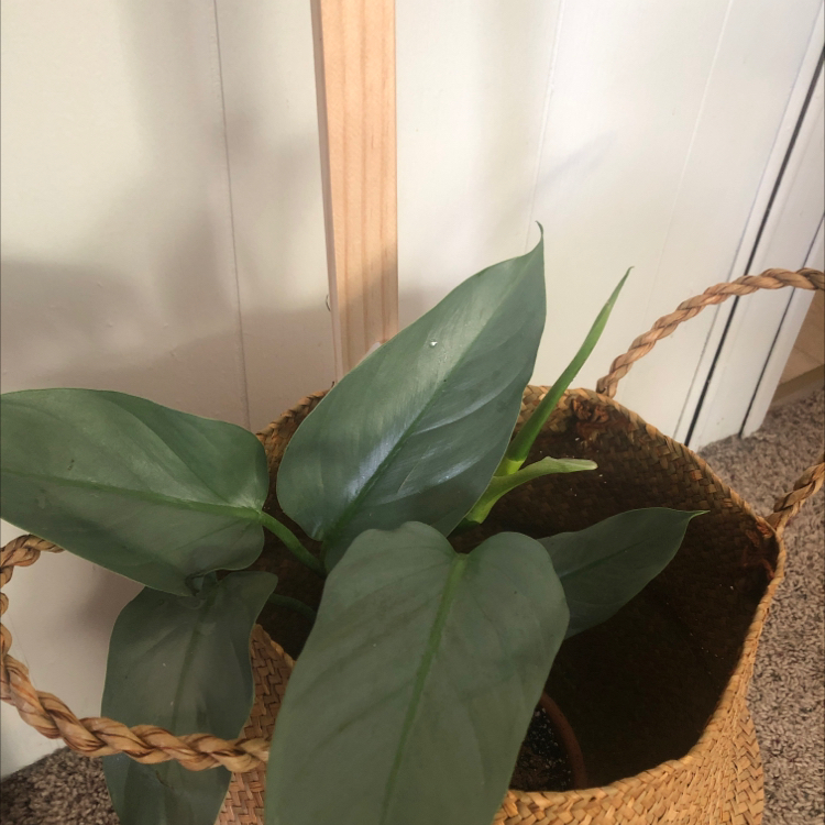 Silver Sword Philodendron plant in a woven basket with healthy leaves.