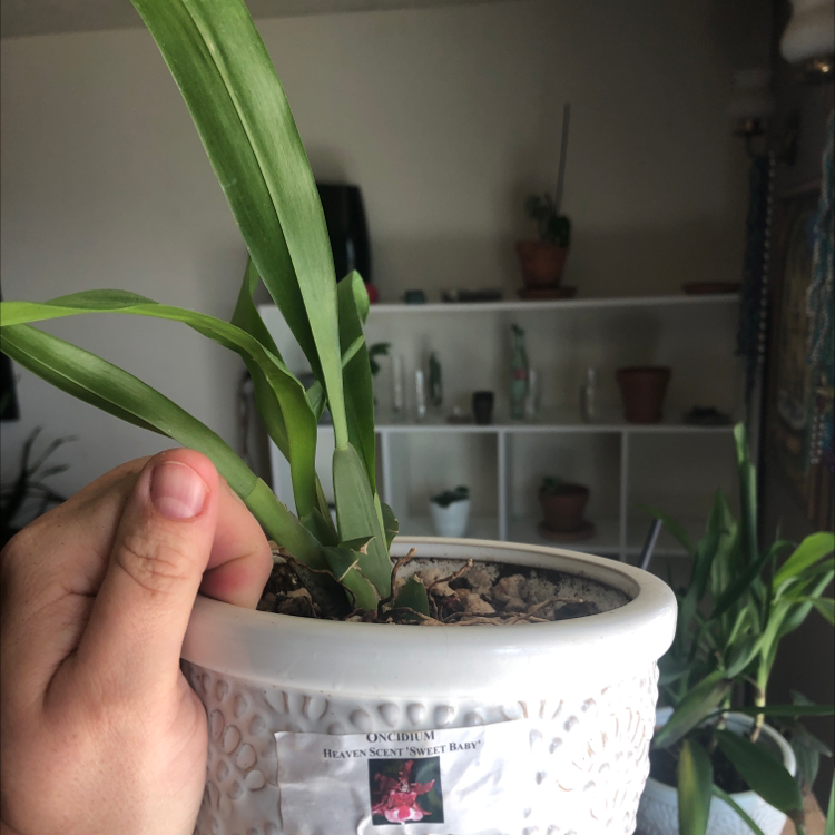 Photo of the plant species Onc. Heaven Scent 'Sweet Baby' by @Plantsarelife named Ophelia on Greg, the plant care app