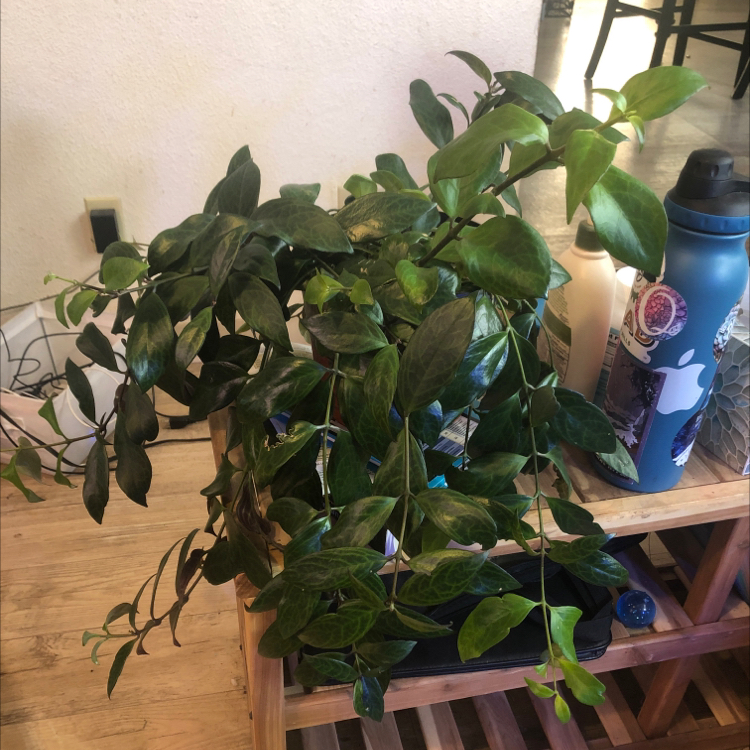 Photo of the plant species Black Pagoda Lipstick Plant by @Plantsarelife named Libby on Greg, the plant care app